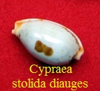 Cypraea stolida diauges, Melvill 1888